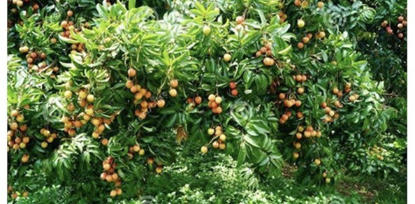 生物菌肥需要注意什么？